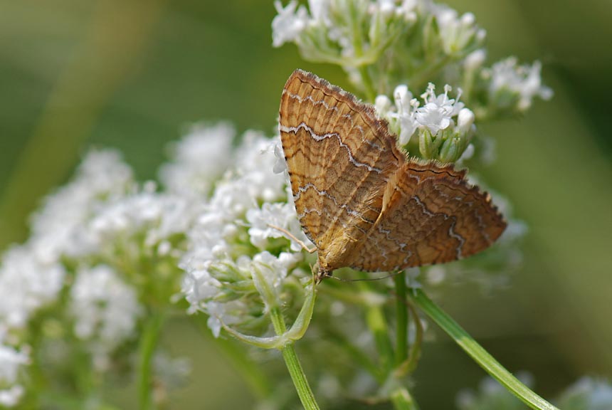 Da identificare - Camptogramma bilineata